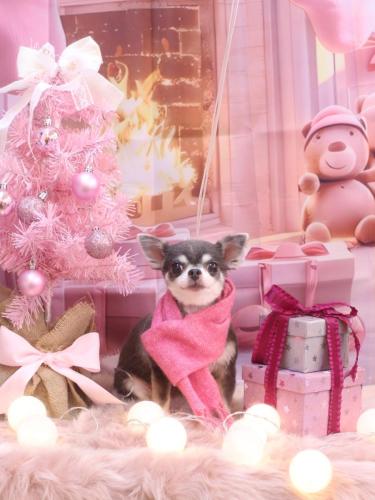 20241203ブルーちゃん